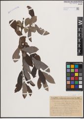Foto von Salix cinerea L.